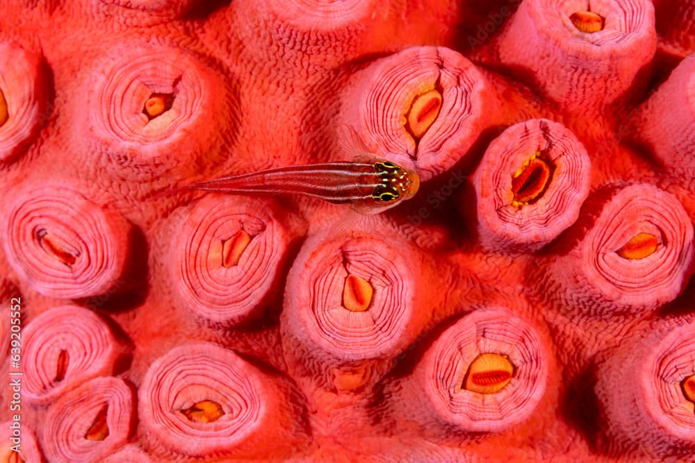 Striped triplefin, Helcogramma striata, on tubastraea coral, Raja Ampat Indonesia.