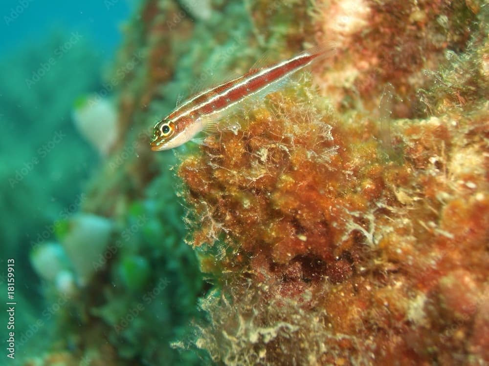 Neon triplefin (Helcogramma striata)