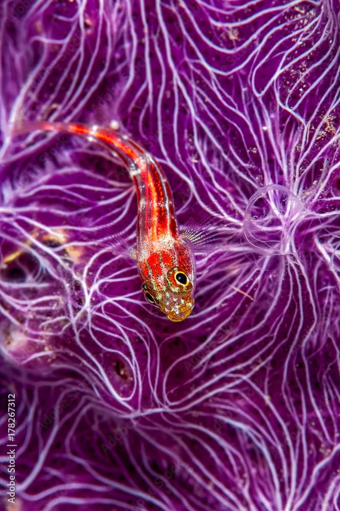 Striped Triplefin