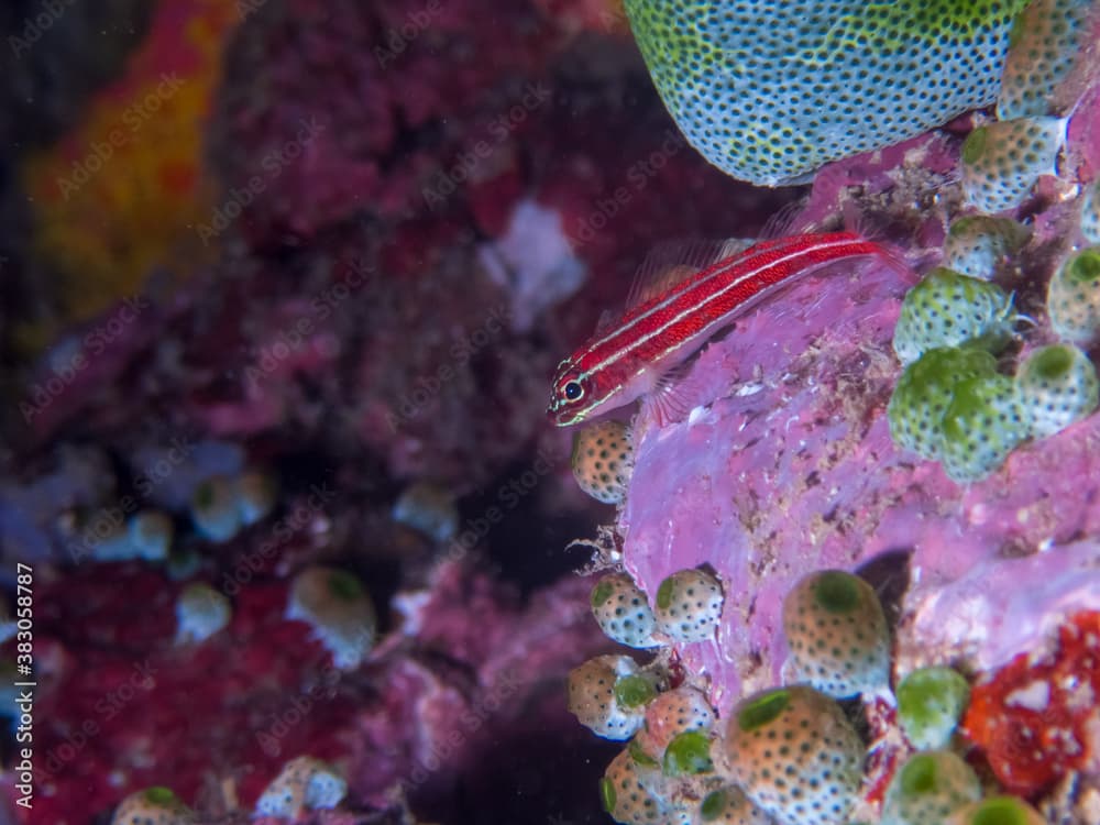 Tropical striped triplefin (Helcogramma striatum),  perched on coral near Anilao, Batangas, Philippines.  Underwater photography and  marinelife.