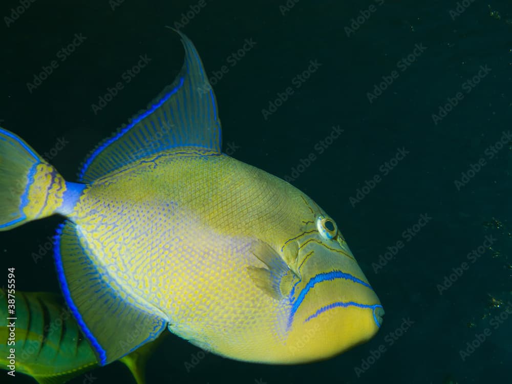 Queen triggerfish (Balistes vetula)