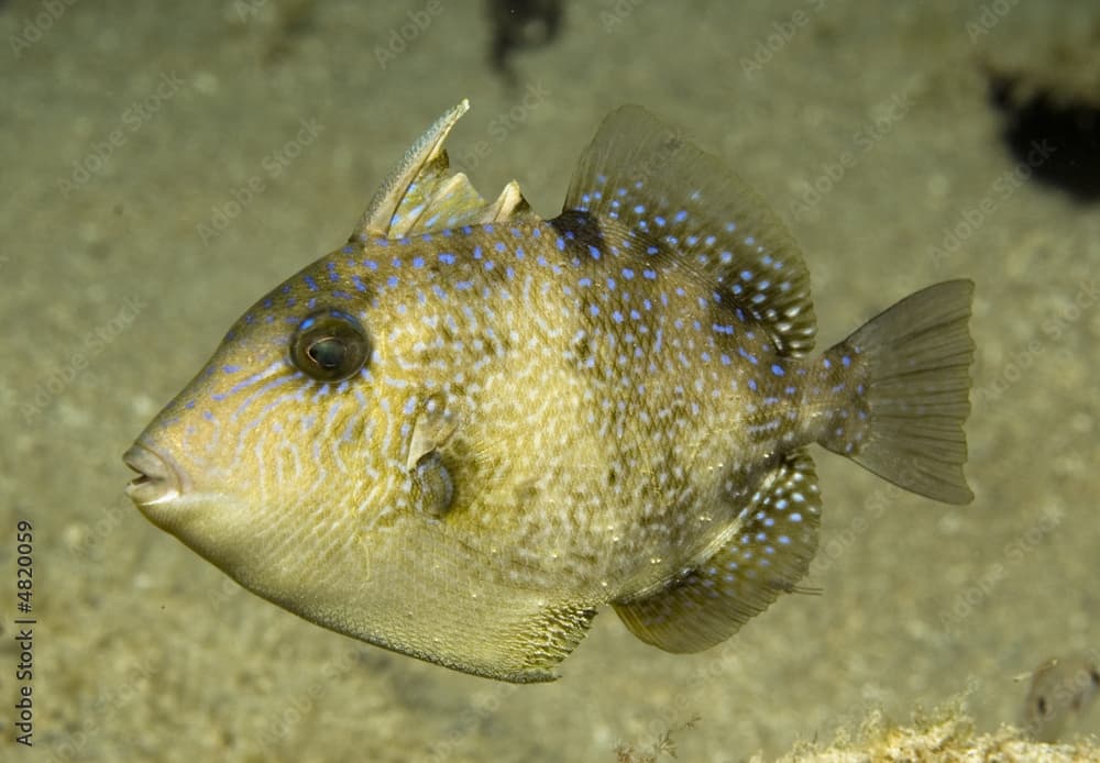 Gray Triggerfish, Balistes vetula