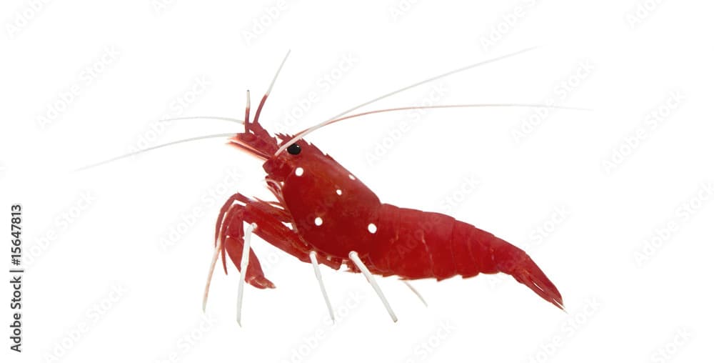 Fire Shrimp - Lysmata debelius