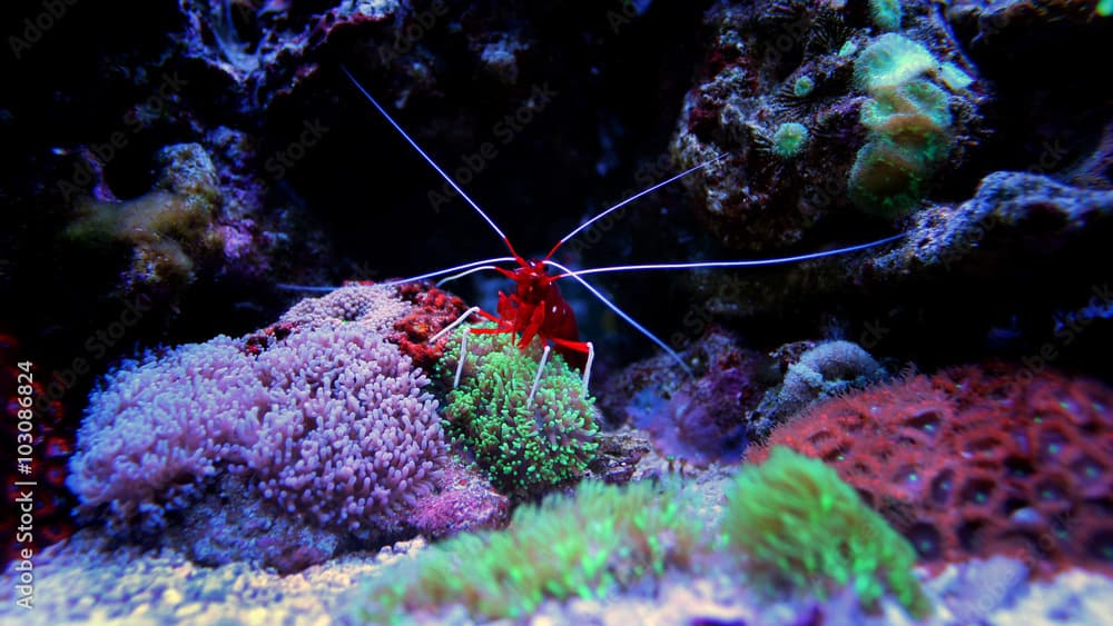 Blood Red Fire Shrimp (Lysmata debelius) 