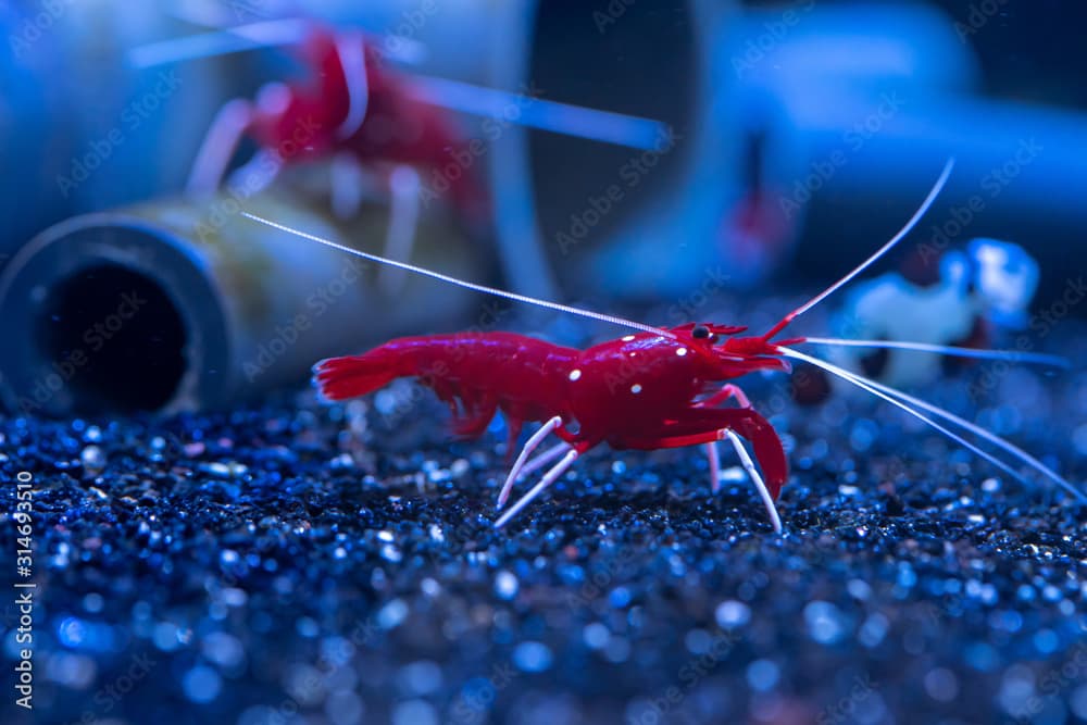 Blood Red Fire Shrimp..(Lysmata debelius)  beautiful invertebrates for reef tank