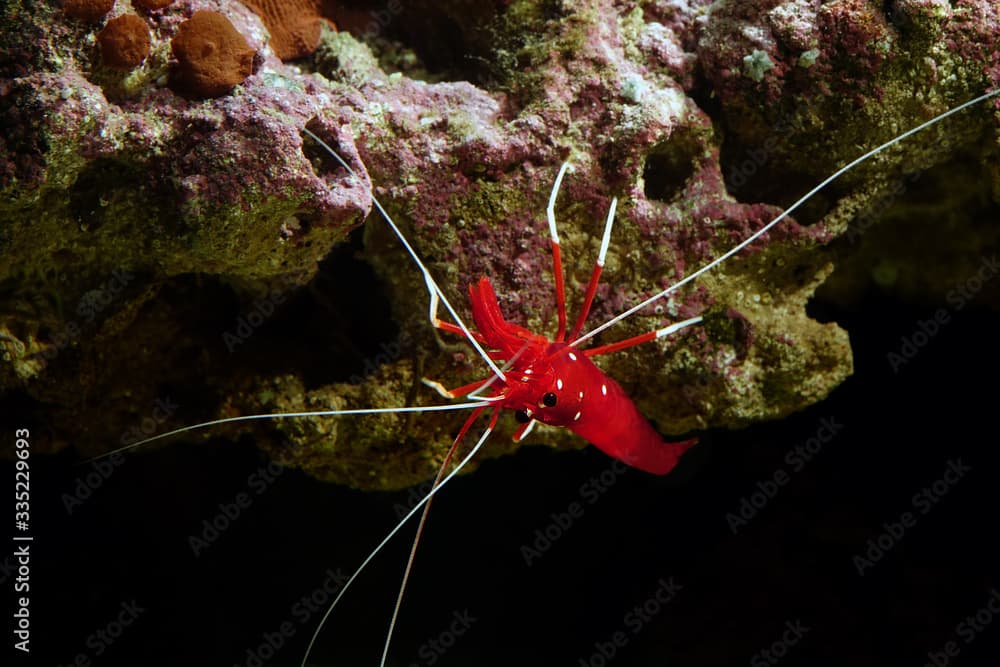 Red fire shrimp - Lysmata debelius 