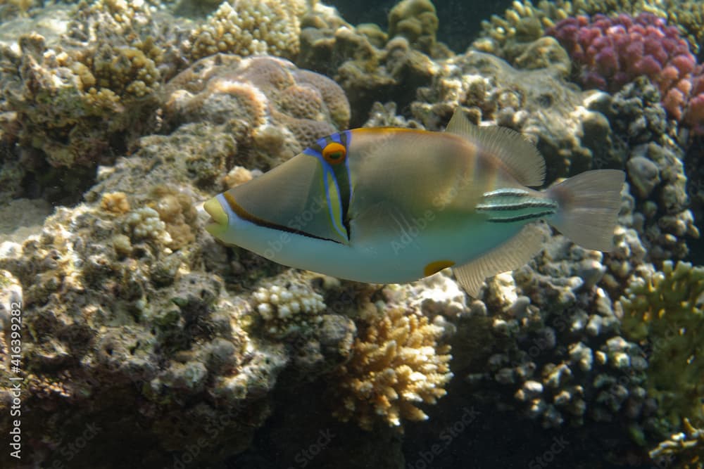 Picasso triggerfish or Arabian picassofish (Rhinecanthus assasi) in Red Sea