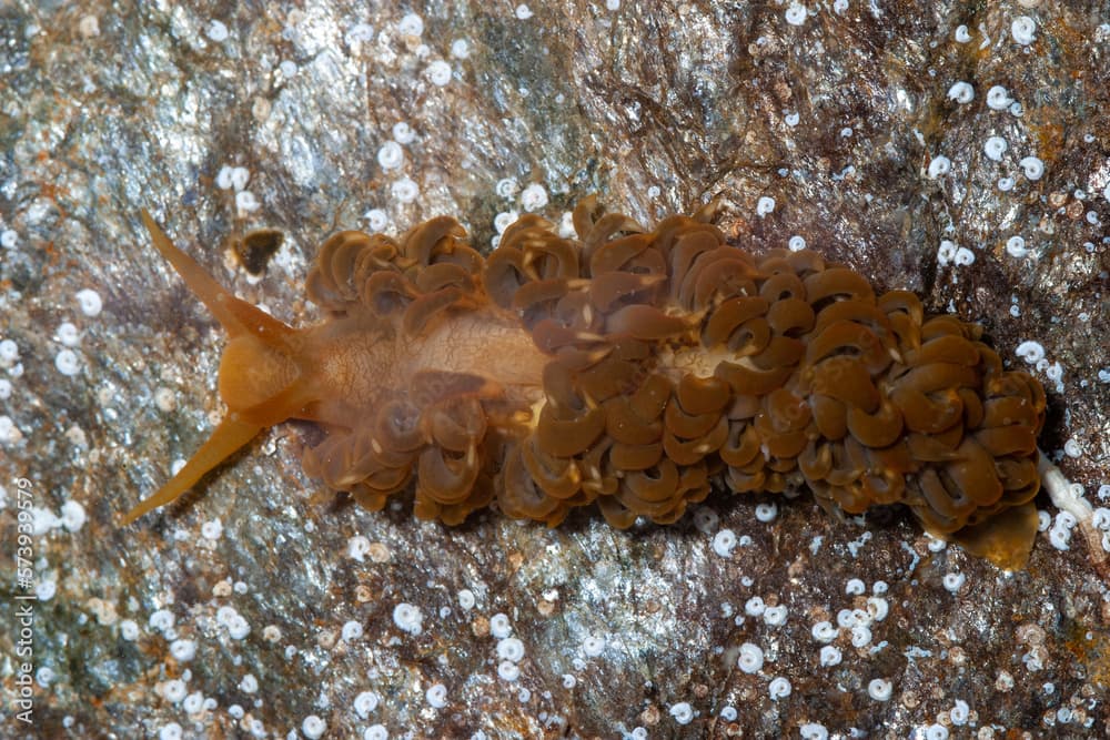 Limace de mer Spurilla neapolitana