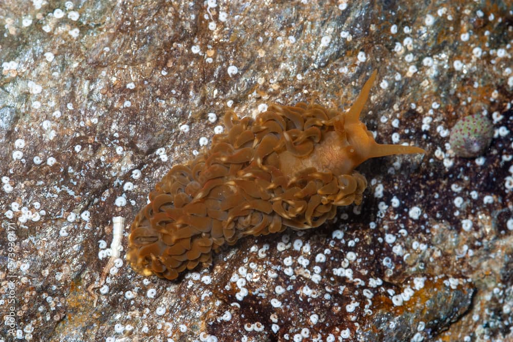 Limace de mer Spurilla neapolitana