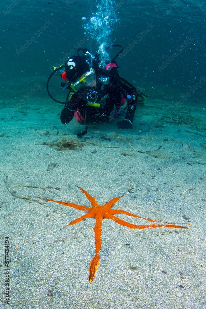 Seven-armed Sea Star, Luidia ciliaris,Sardinia, Italy