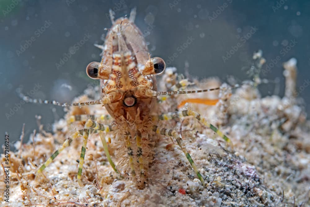 Common Marbled Shrimp, Broken-back Shrimp (Saron marmoratus)