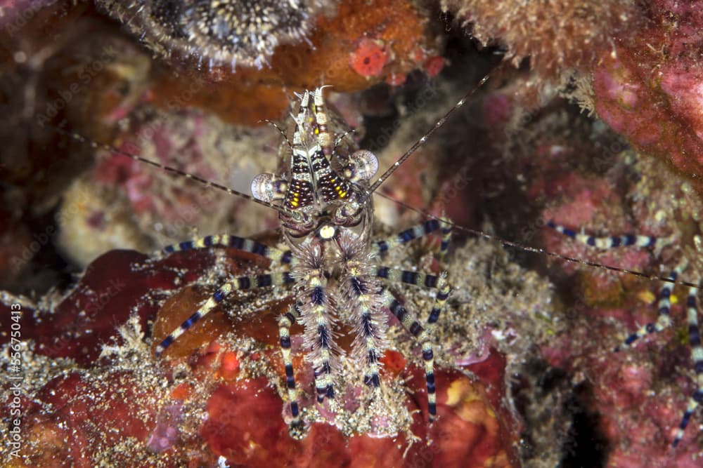 Marbled Shrimp (Saron marmoratus); Maui, Hawaii, United States of America