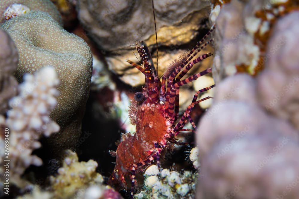 Marbled shrimp (Saron marmoratus) sitting in a crevice close up. Looks like marble purple and orange body with striped legs.