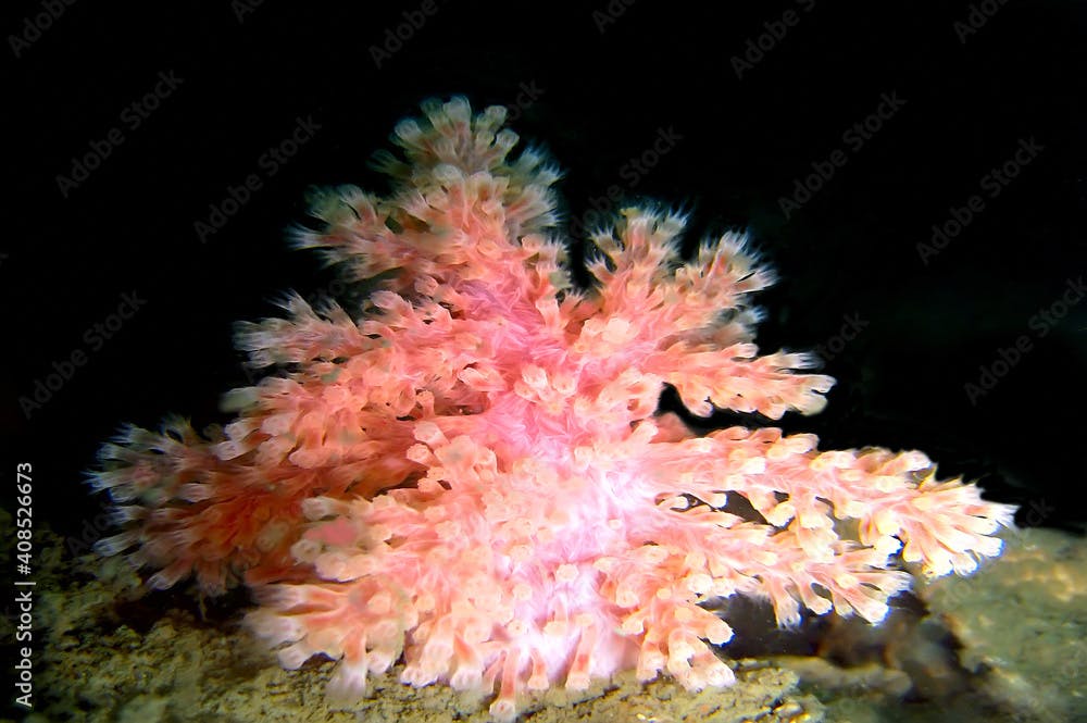 Colorful Soft Coral Reef