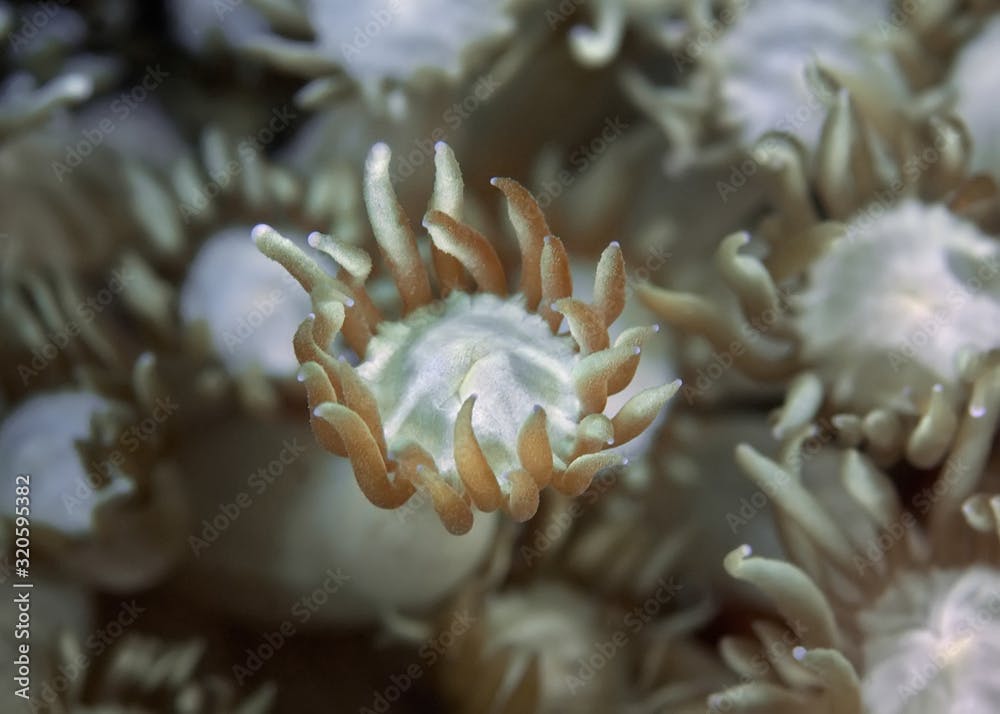 Tentacles of soft coral close-up. Philippines.