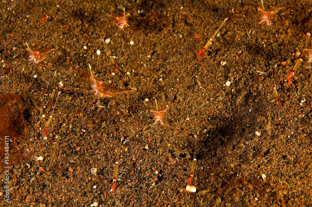 Commensal shrimps, Periclimenes tenuipes, Bali Indonesia.