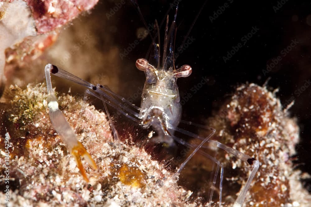 Commensal shrimp (Periclimenes tenuipes), Sulawesi, Indonesia