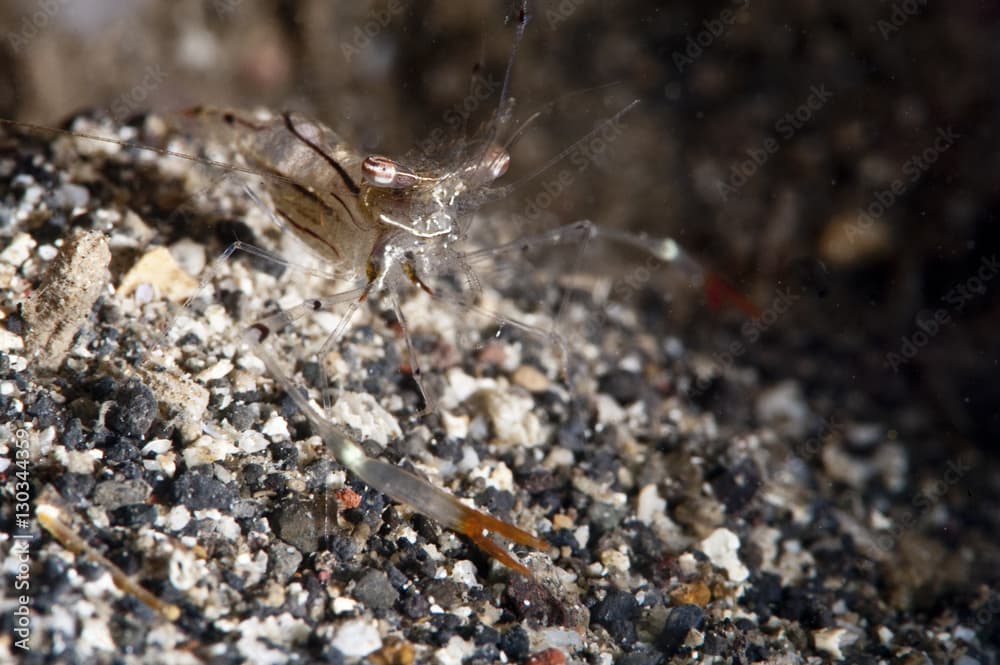 Commensal shrimp (Periclimenes tenuipes), Sulawesi, Indonesia