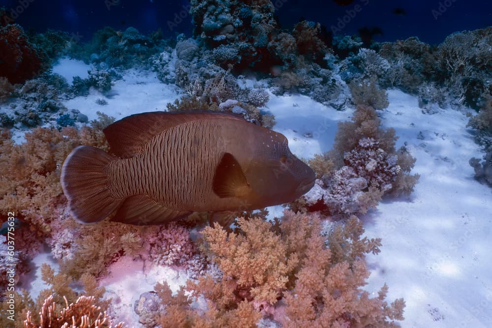 A Napoleon Wrasse (Cheilinus undulatus) in the Red Sea