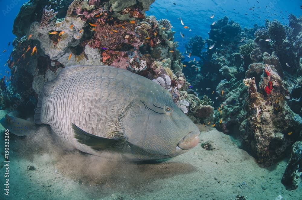 Napoleon wrasse (cheilinus undulatus) juvenile, an endangered species, Naama Bay, Sharm El Sheikh, Red Sea, Egypt