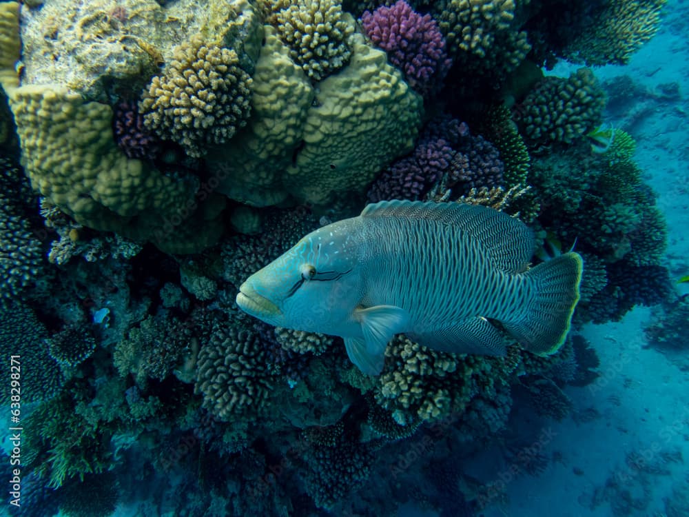 Napoleon fish in the depths of the Red Sea