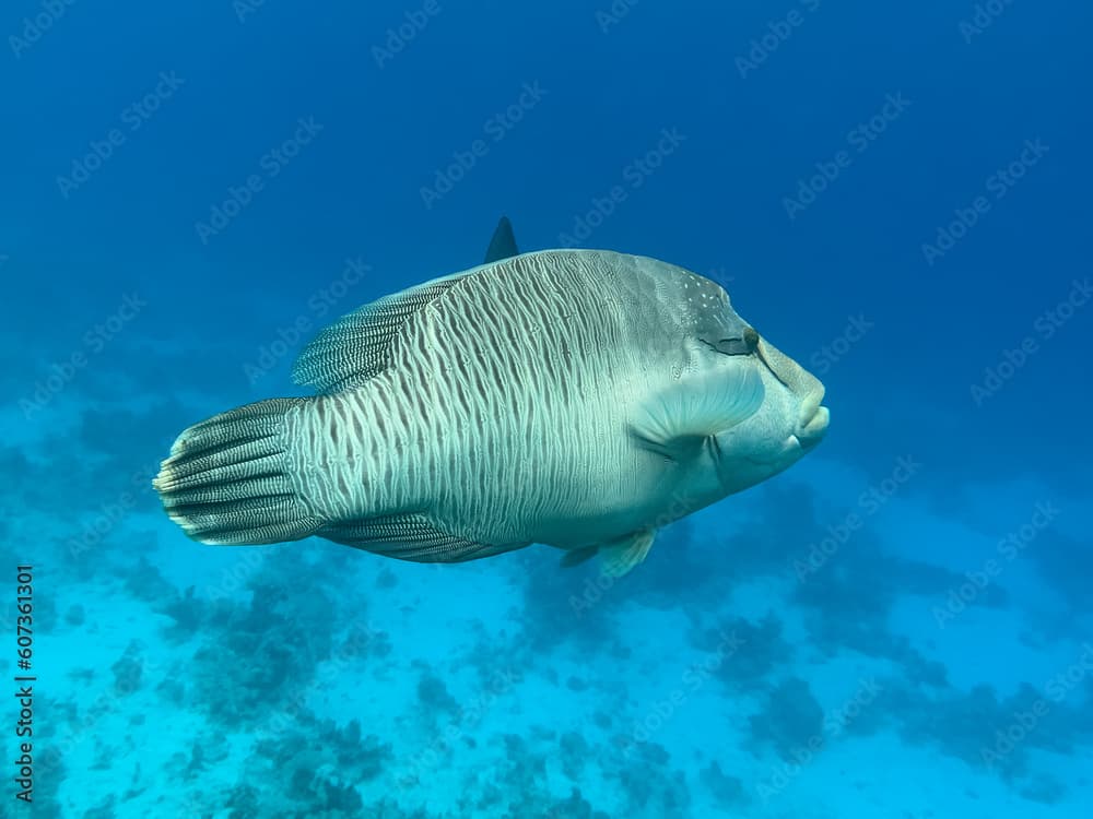 Napoleon fish. Red sea, Egypt