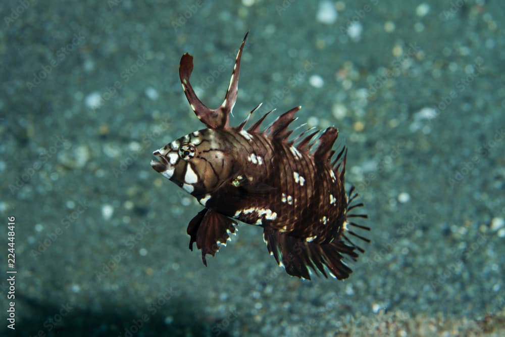 Juvenile Rockmover Wrasse