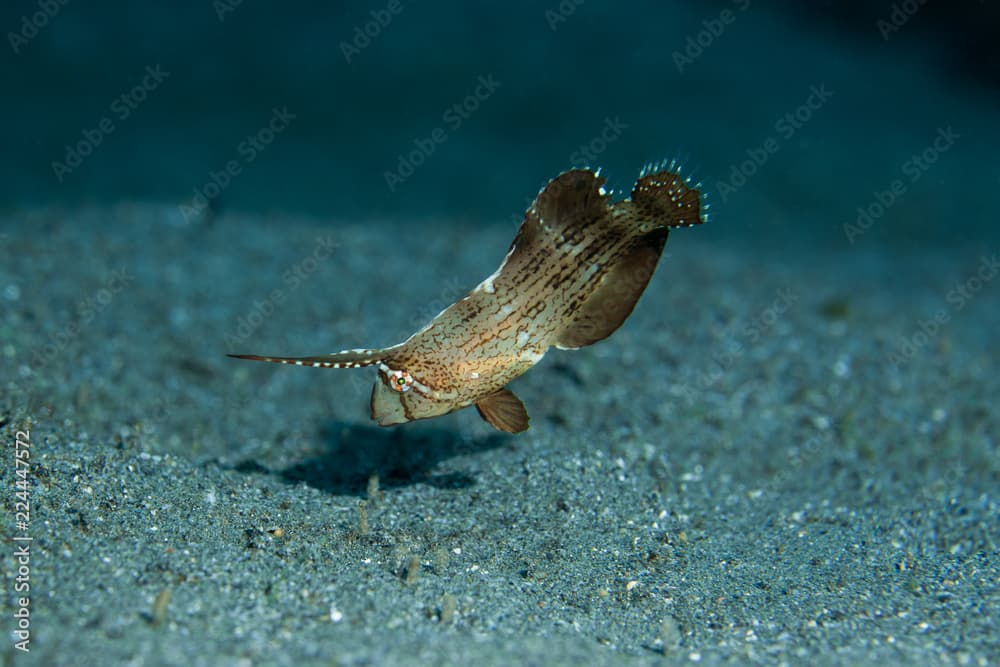 Juvenile Peacock Razorfish