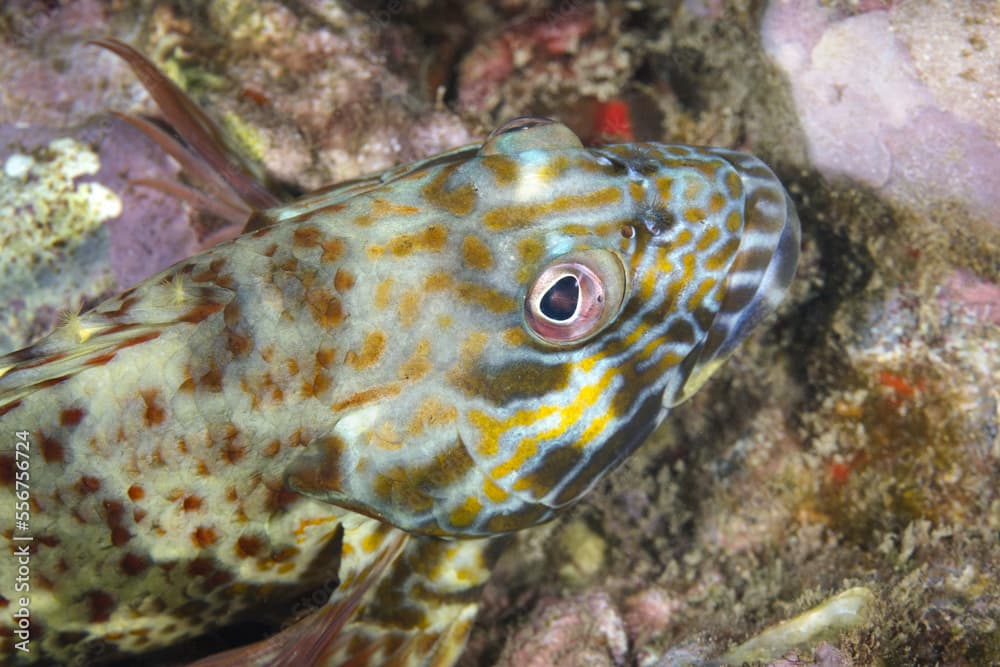 Close-up portrait of a stocky hawkfish (Cirrhitus pinnulatus); Maui, Hawaii, United States of America