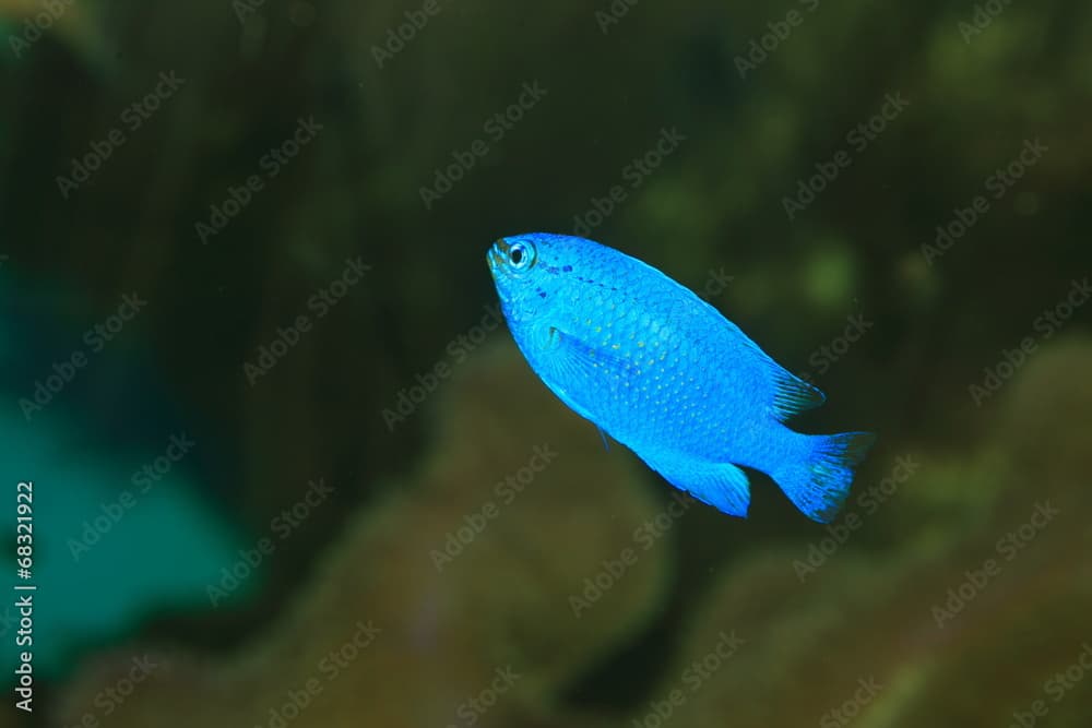 Sapphire devil (Chrysiptera cyanea) in Japan