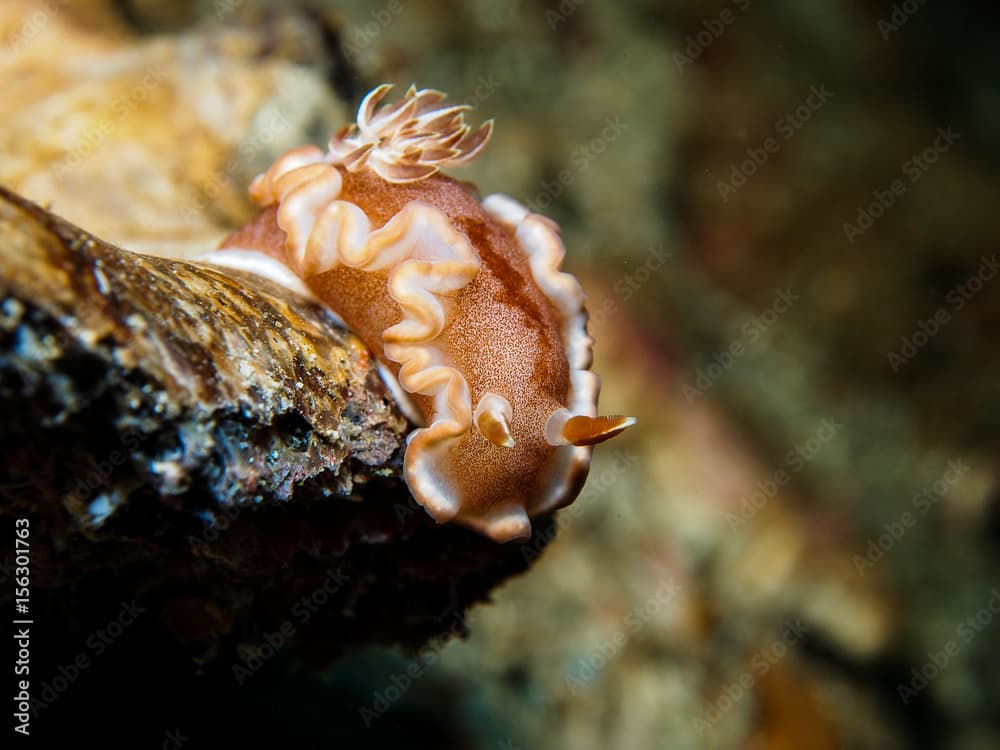 Glossodoris rufomarginata Nudibranch, Sea Slug