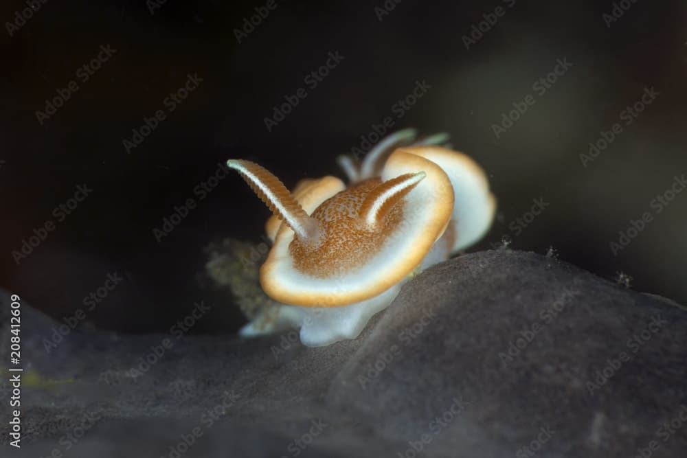 Nudibrunch Glossodoris rufomarginata. Picture was taken in Anilao, Philippines