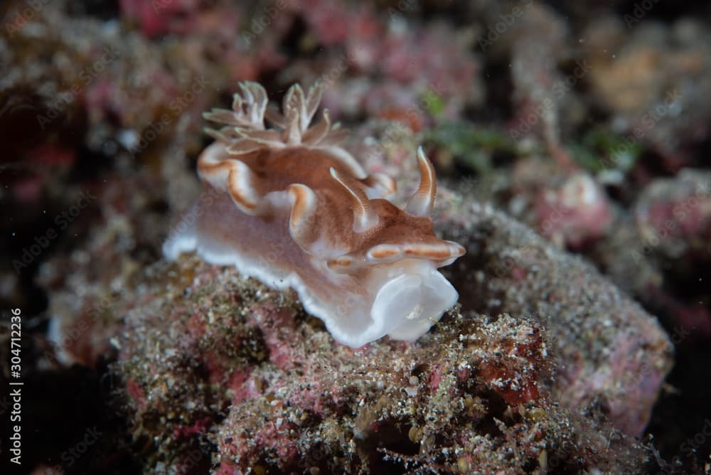 Caramel Nudibranch Glossodoris rufomarginata