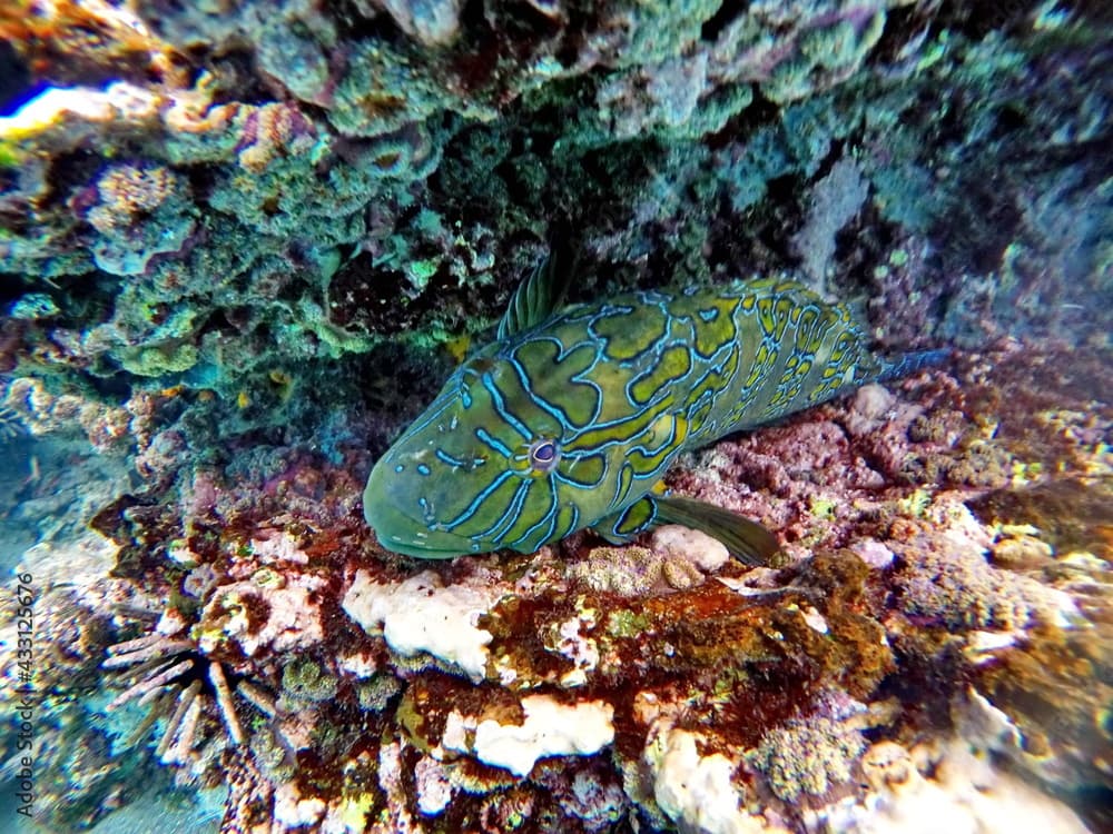 Yellow and blue wrasse in a rock crevice at Rabida Island, Galapagos, Ecuador