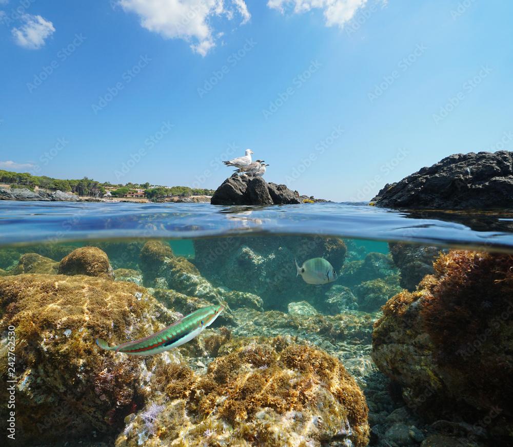 Spain seabird on rock and fish underwater, Mediterranean sea, split view half over and under water, Llanca on the Costa Brava, Catalonia