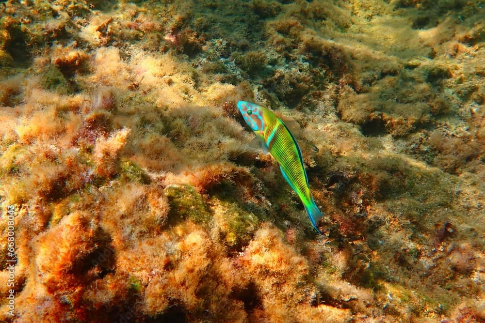 The ornate wrasse (Thalassoma pavo) - colorful fish in the sea. Marine life - fish and algae on the rocks. Underwater photography from snorkeling. Wildlife in the shallow ocean.