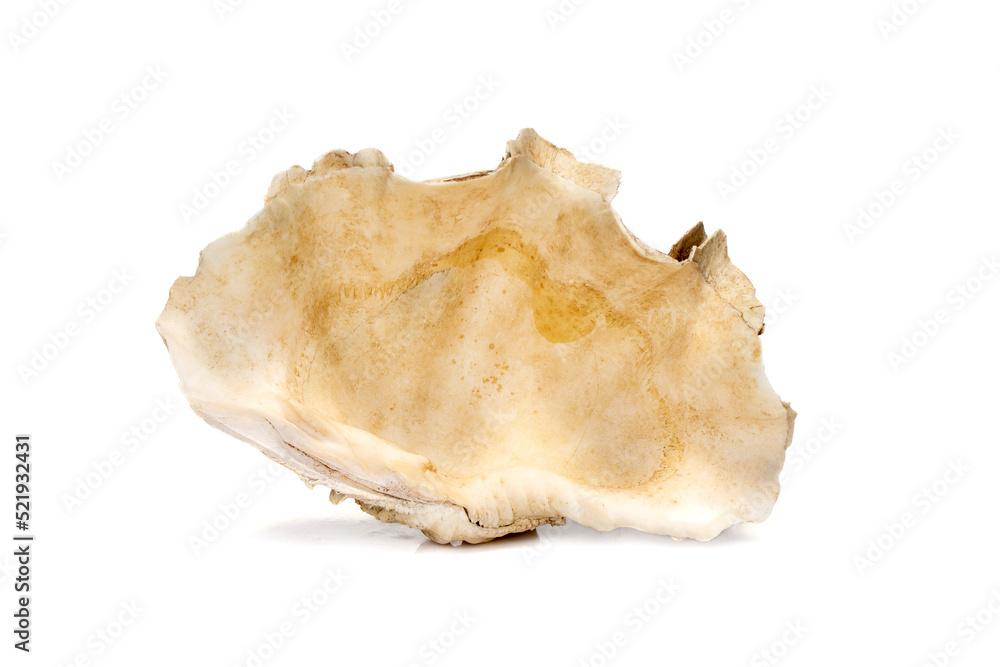 Image of Crocus Giant Clam (Tridacna crocea). on a white background. Sea shells. Undersea Animals.