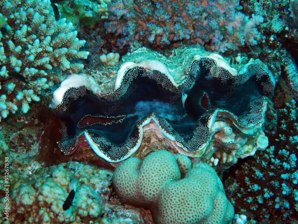 Schuppige Riesenmuschel - Tridacna squamosa