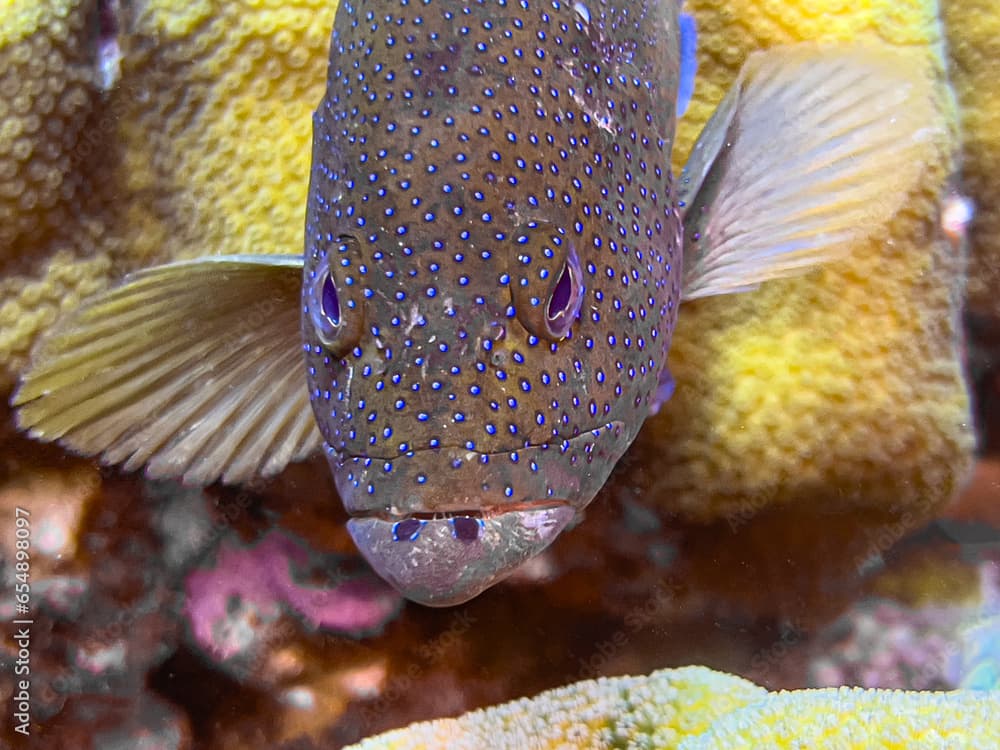 Peacock grouper off coast of Bonaire