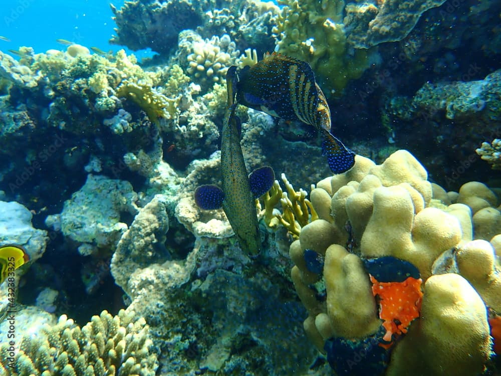 Bluespotted grouper or peacock grouper, celestial grouper, peacock hind, roi (Cephalopholis argus) undersea, Red Sea, Egypt, Sinai, Ras Mohammad national park