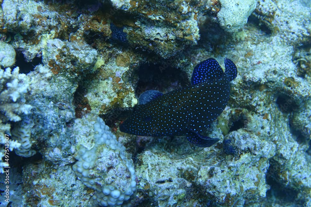 Beautiful shot of Peacock hind blue spot fish in Egypt.