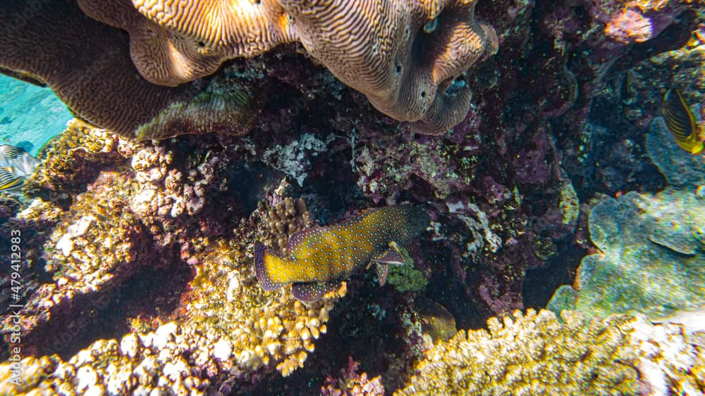 Cephalopholis argus. FISH HIDES IN CORALS