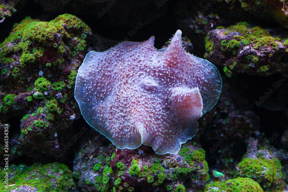 Amplexidiscus fenestrafer coral.