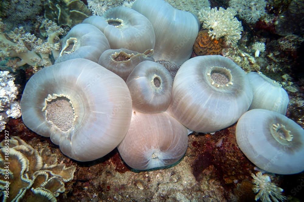 Scheibenanemone (Amplexidiscus fenestrafer)