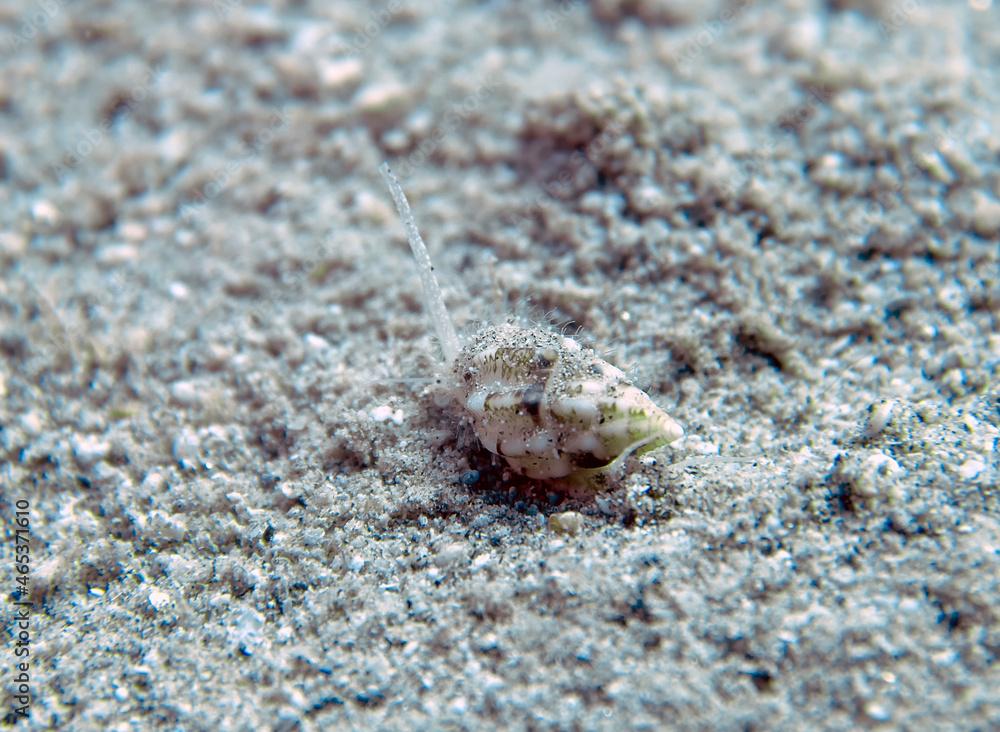 A Jewel Mud Snail (Nassarius gemmulatus) in the Red Sea, Egypt