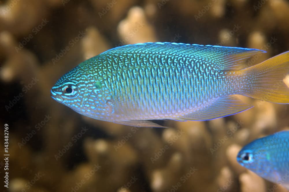 Blue damsel, Pomacentrus pavo, Kosrae Micronesia.