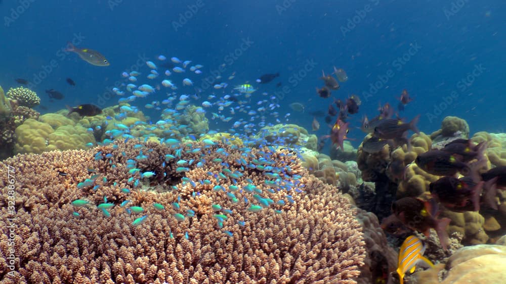 Blue dameselle (Peacock Damsel Pomacentrus pavo) on the reef.