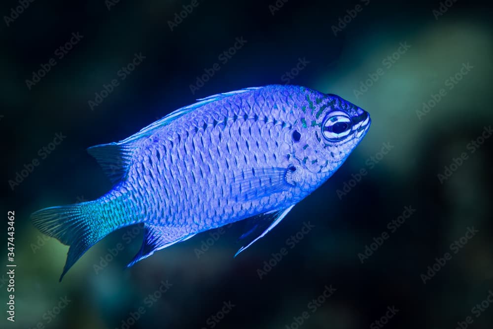 electric blue damselfish damsel fish