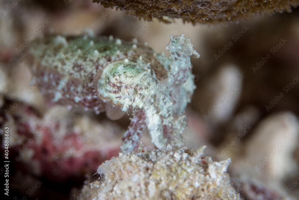 Juvenile cuttfle fish hunting on coral reef - Sepia papuensis