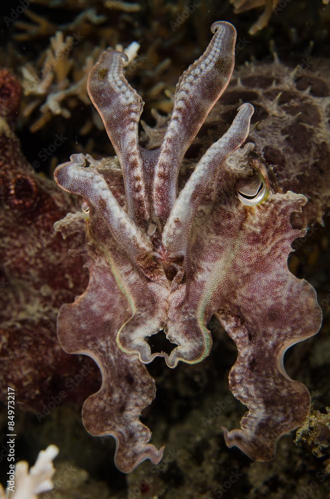 scuba diving lembeh indonesia sepia papuensis underwater